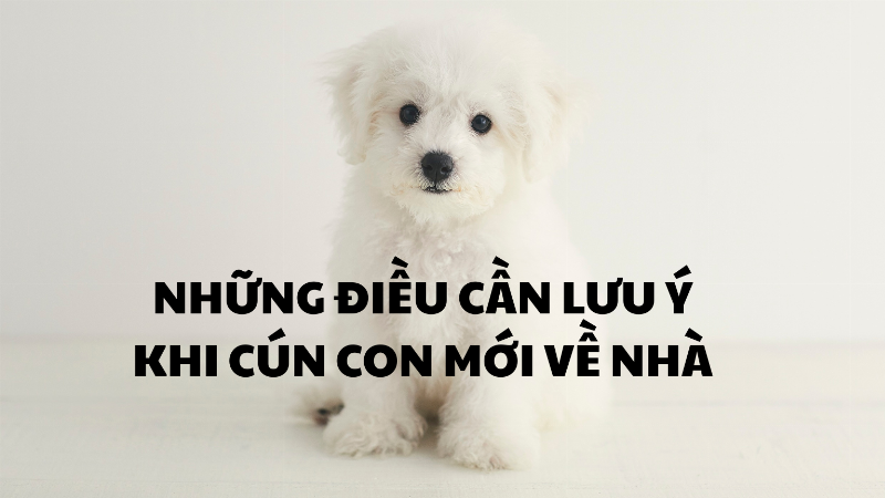 Hình ảnh chú chó hoặc mèo trông vui vẻ, khỏe mạnh sau khi được điều trị. Có thể đang chơi đùa hoặc được chủ ôm ấp, biểu cảm hạnh phúc và khỏe khoắn.